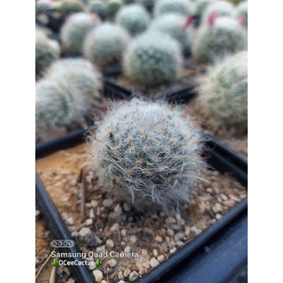 เมล็ดขนแมว (Mammillaria Bocasana seeds) 300 เมล็ด