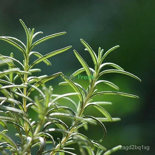 Benih Rosemary Seed Msia Ready Stock Herbs Aroma Good Smell Easy Grow Plant Indoor Approx. 400 seeds上衣/鲜花/玫瑰/向日葵/芹菜/内裤/香