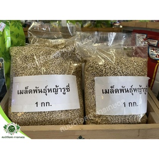 เมล็ดพันธุ์หญ้ารูซี่ขนาด1กิโลกรัม