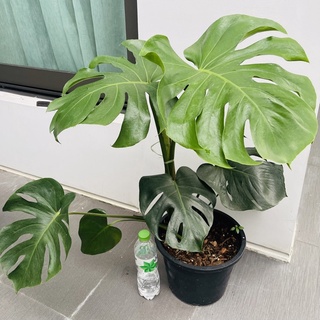 มอนสเตอร่า monstera ***ซื้อ2 แถม1***