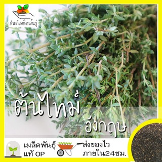 เมล็ดพันธุ์ ไทม์ อังกฤษ 500 เมล็ด English Thyme Seed เมล็ดพันธุ์แท้ นำเข้าจากต่างประเทศ50 เมล็ด (ไม่ใช่พืชที่มีชีวิต)