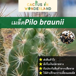 เมล็ดPilo braunii เมล็ดแคคตัส เมล็ดกระบองเพชร