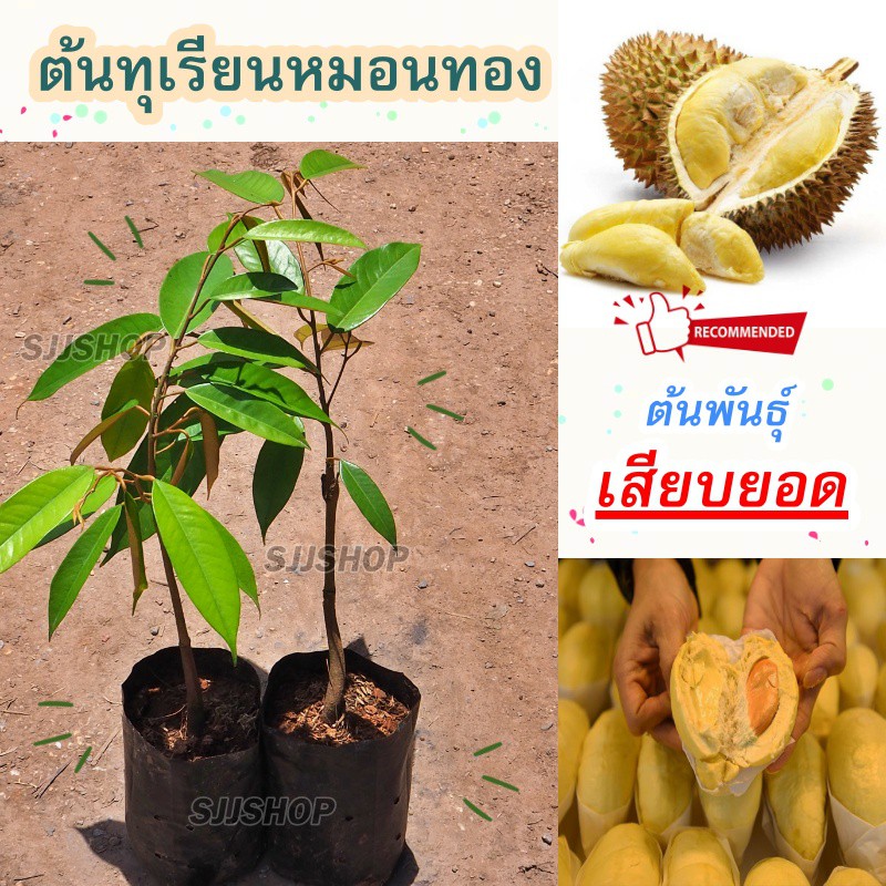 (1 ต้น)ต้นพันธุ์ทุเรียนหมอนทองจากอุตรดิตถ์ Durain Mongthong (ทุเรียนหมอนทอง)ต้นเสียบยอดสูงประมาณ35-40ซม. [1กล่อง/1ต้น]