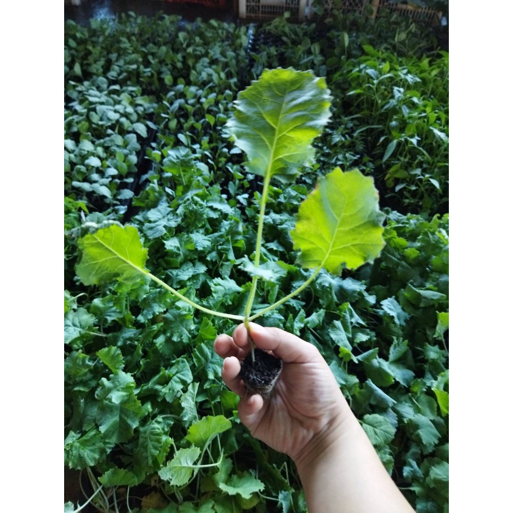 ต้นกล้าเคลไซบีเรียน -Siberian Kale ใบมีขนาดใหญ่ปลูกง่าย โตไวมาก รสออกหวานๆ  ต้นเตี้ย ใบเรียบ ขอบใบหย