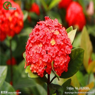 Lantana camara seeds Flower Seeds Bonsai Plant for Home Garden 30 Particles / lot s010内裤/儿童/玫瑰/园艺/母婴/文胸/seeds/头饰/芹菜/手链/