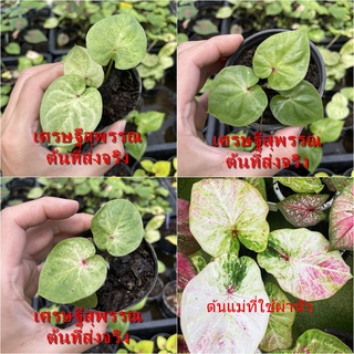 เศรษฐีสุพรรณบอนสี ไม้ผ่าหัว บอนสีตัวเทพ บอนสีราคาส่ง caladium บอนสีไทย