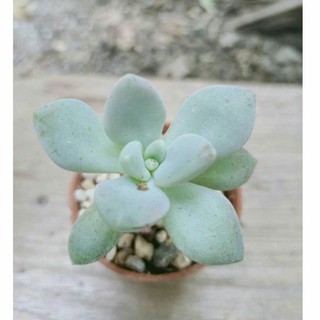 💙กุหลาบหินผิวฟ้า💙 Succulent