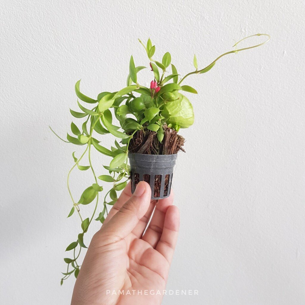 เดปกระเป๋าในกระถางนิ้ว