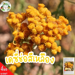 เมล็ดพันธุ์ เดซี่ช่อ สีเหลือง (ใช้ทำดอกไม้แห้ง) Clustered Everlasting Daisy seed 90 เมล็ด เมล็ดพันธุ์แท้ นำเข้า ปลูกง่าย