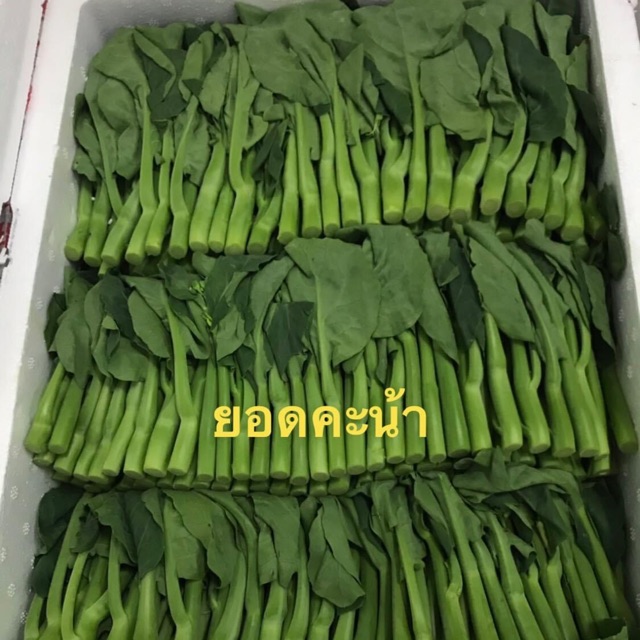 ผักสดส่งแช่เย็น - ยอดคะน้า ฮ่องกง 🇭🇰 500กรัม