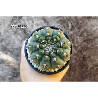 ยิมโนอ๊อคโช ยิมโนคาไลเซียม ออคโชเทเรเน (Gymnocalycium ochoterenae) แคคตัส