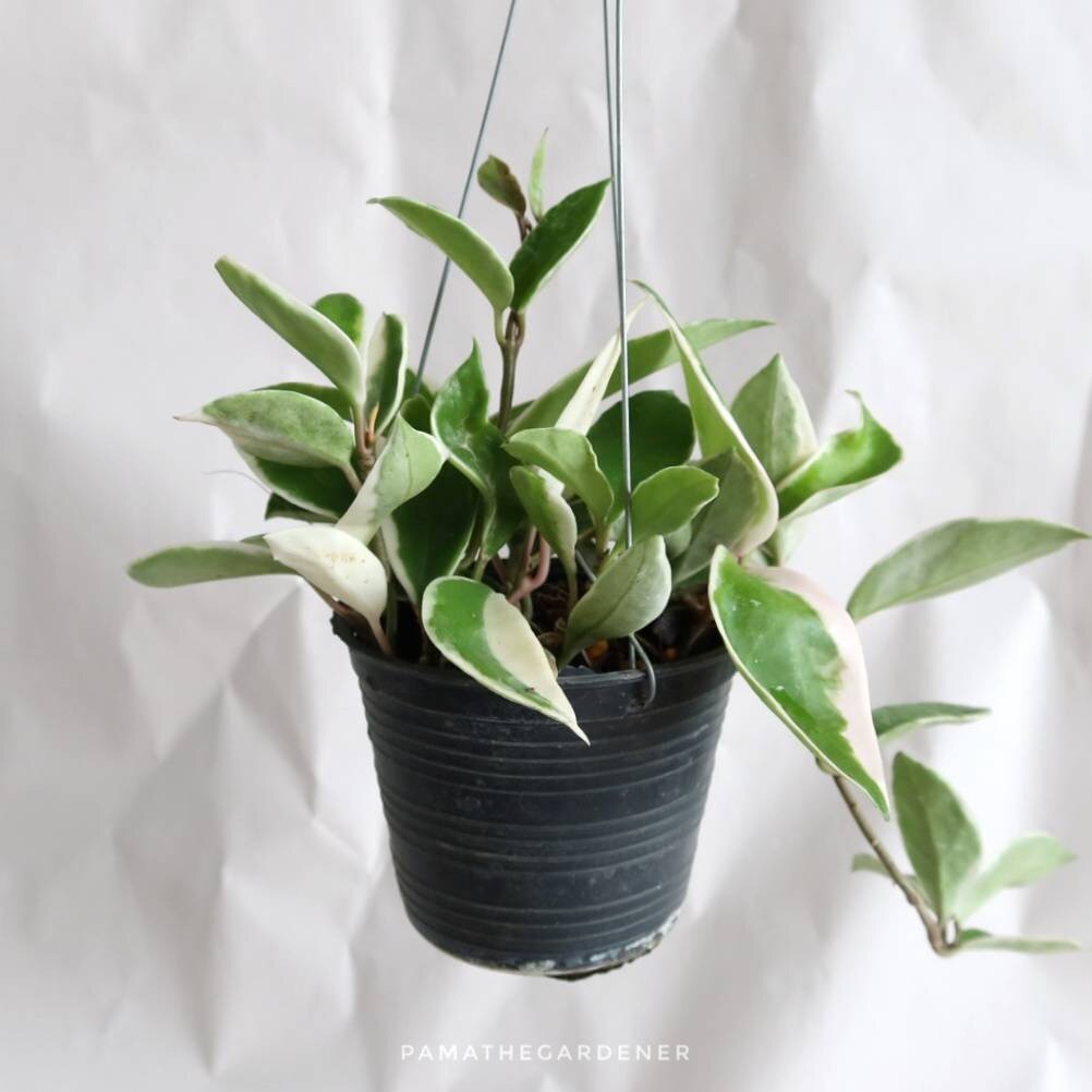 โฮย่าใบด่างชมพู Hoya Krimson queen กระถาง 4 นิ้ว พร้อมลวดแขวน โฮย่าด่างชมพู