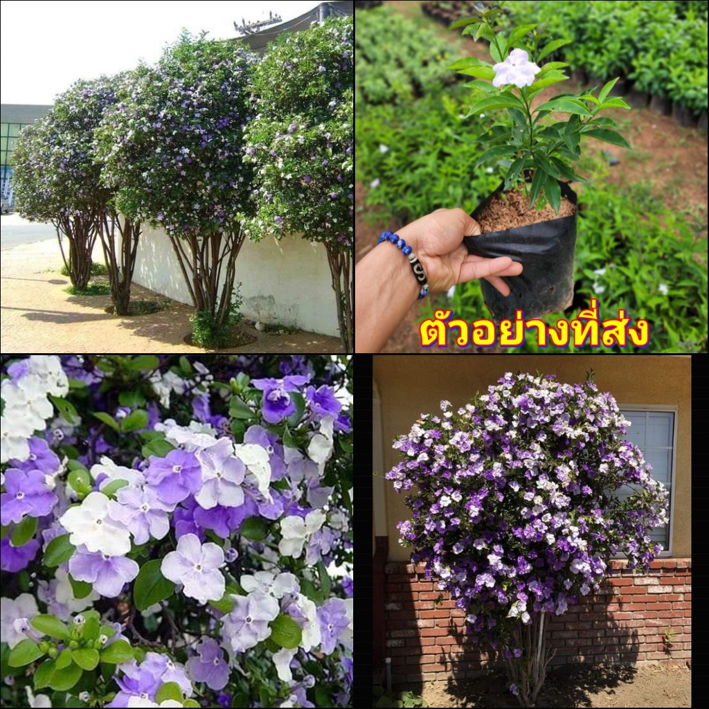 (1ต้น) ต้น ดอก พุทธชาดสามสี Brunfelsia uniflora    ต้นพุดสามสี พุดสามสี ต้นพุด พุด สามสี ต้นพุทธชาดส