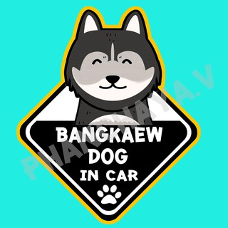 DIC61 สติ๊กเกอร์ ติดรถ หมาบางแก้ว Thai Bangkaew Dog In Car สติ๊กเกอร์ติดรถ car sticker