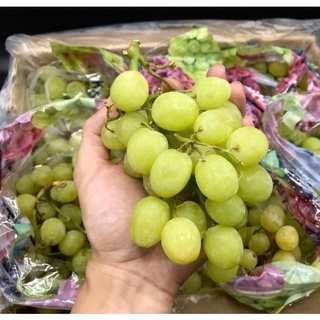 TOP-1องุ่นเขียวไร้เมล็ด (1KG) Green Grape (USA/AUS/SAF) ~ลดพิเศษ~ ผลไม้ต่างประเทศ ผลไม้นอก ผลไม้นำเข้า องุ่นเขียวไร้เม็ด