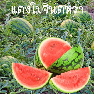 แตงโมจินตหรา🎯ถูกที่สุด 10 บ.🎯เมล็ดพันธุ์แตงโมไร้เมล็ด10-50 เมล็ด🍉ปลูกง่าย🌱ลูกดก🍉หวานฉ่ำ