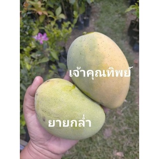 ต้นมะม่วงเจ้าคุณทิพย์