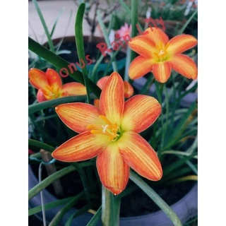 บัวดิน ชื่อ Dr.Tan Chiang Soo🌼 จำหน่ายหัวจร้า