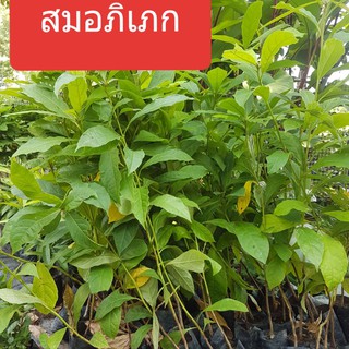 สมอภิเภก 35-45 ซม. ต้นสมอภิเภก สมุนไพร ต้นสมอพิเภก