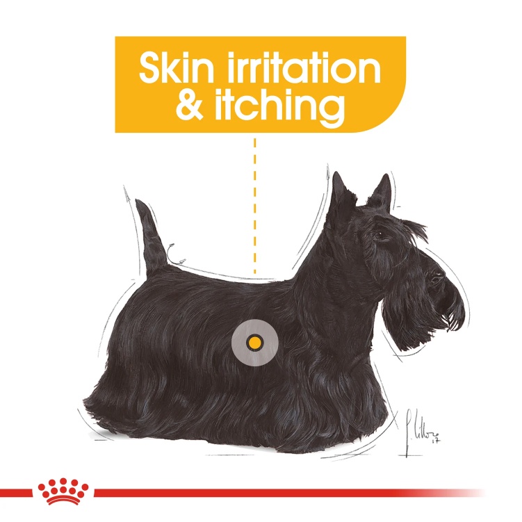 Royal Canin Mini Dermacomfort รอยัลคานิน อาหารสุนัขโต พันธุ์เล็ก ผิวแพ้ง่าย บำรุงผิวหนัง ขนาด 3kg ราคา ถูกที่สุด ดีลบีเคเค แกลเลอรีภาพที่ 4