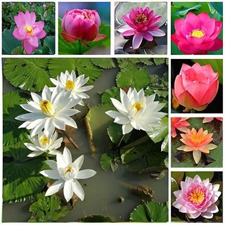 7 เมล็ด เมล็ดบัว คละสี ดอกใหญ่ สายพันธุ์เมล็ดบัว ดอกบัว Lotus seeds