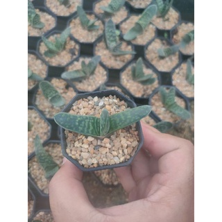 แกสทีเรีย กราซิลลิส gasteria gracilis (ลิ้นแคระ) 🪴😛🪴😛🪴😛🪴