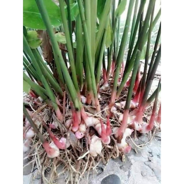 ข่าตาแดง​ ขายหน่อพันธุ์ชุด2กิโลกรัม100บาท(สำหรับ​ปลูก)​ - รูปที่ 4