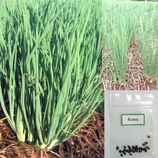 เมล็ดต้นหอม 30 เมล็ด 🌱 ซื้อ 10 แถม 2 คละได้ 💥 เลือกของแถมได้ คิดถึงเมล็ดผัก คิดถึง skinsun