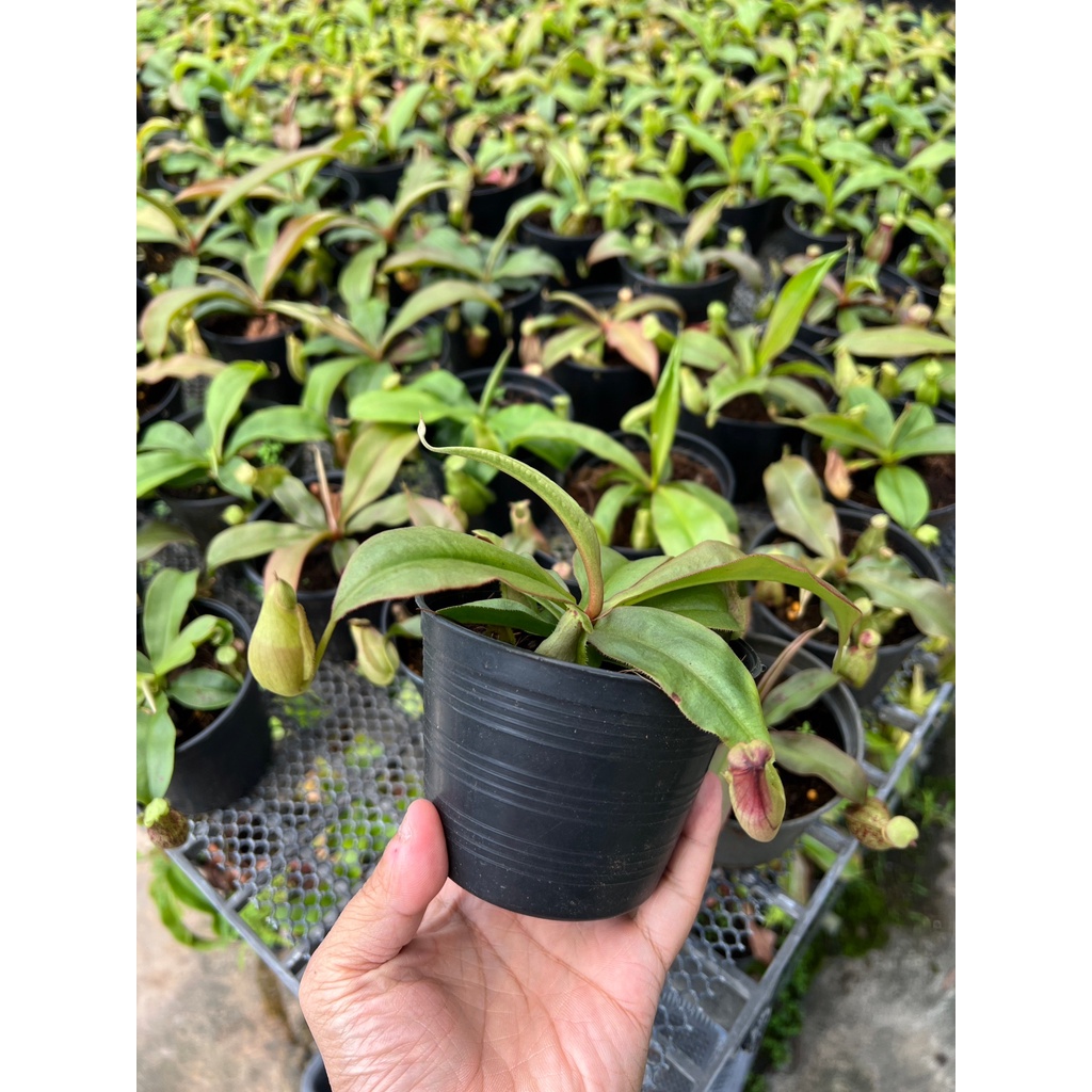 มุมมอง 2