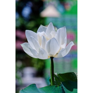 2 เมล็ด เมล็ดบัว สีขาว ดอกใหญ่ นำเข้า บัวนอก สายพันธุ์เมล็ดบัว Lotus seeds