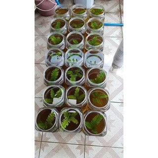 เฟินก้านดำ สำหรับเลี้ยงปลากัด (2 ก้าน) [คัดพิเศษก้านเล็กพอดีโหล]