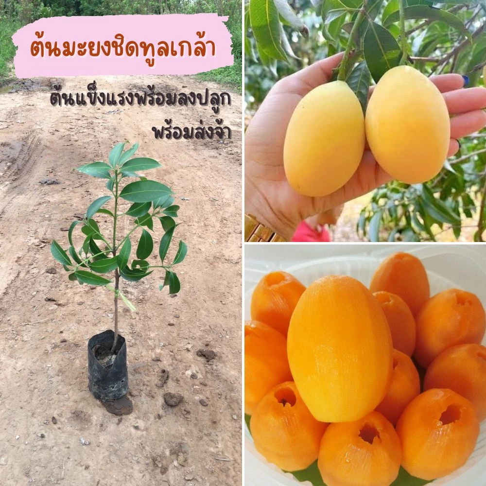 (4ต้น) มะยงชิดทูลเกล้า ต้นเสียบยอด รับประกันความปลอดภัยและความไวในการขนส่ง