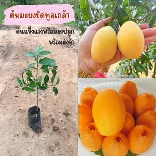 (4ต้น) มะยงชิดทูลเกล้า ต้นเสียบยอด รับประกันความปลอดภัยและความไวในการขนส่ง
