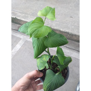 พิโลเปรู Philodendron peru กระถาง 5" ฟอร์มเลื้อย กำลังเริ่มกลายร่างแล้ว ไม้เกือบ 30 เซน