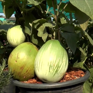 50 เมล็ด เมล็ดพันธุ์ มะเขือเปราะยักษ์ พันธุ์หยกภูพาน (Yok Poo Pan Giant Eggplant Seed)