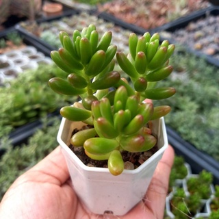 (ลดเพิ่ม 50% สูงสุด 100 ใส่โค้ด INCLV33) Sedum rubeotinctum jelly bean /กุหลาบหิน/ไม้อวบน้ำในกระถางสองนิ้วส่งพร้อมกระถาง