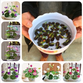 Flower Seeds A Top-Quality Plant Seeds Lotus Seedsแอปเปิ้ล/แม่และเด็ก/ดอกไม้/คื่นฉ่าย/ผักกาดหอม/กุหลาบ/หมวก/มะละกอ/เสื้อ