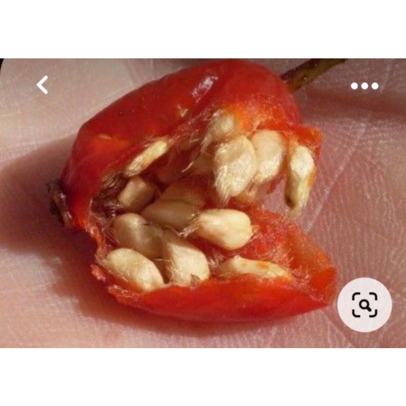 ถูกที่สุดเมล็ดสำหรับเพาะ Rosehip //โรสฮิป 6เมล็ด รูปที่ 4