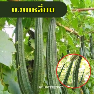 เมล็ดพันธุ์บวบเหลี่ยมอินทรีย์