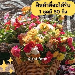 ดอกคุณนายตื่นสายแพรเซี่ยงไฮ้3กิ่ง1บาท ราคาส่งถูกสุด