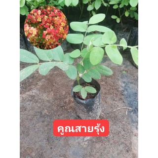 ต้นคูนสายรุ้ง ซื้อ 1 แถม 1 ส่งเองจะสวน