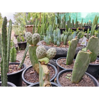 หน่อเด็ดสด 1 หน่อ ไข่มังกร Cactus แคคตัส กระบองเพชร ไม้อวบน้ำ ไม้กราฟ ราคาถูก​