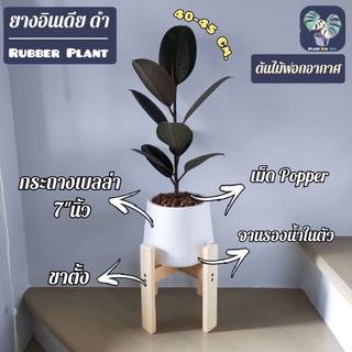 🖤ต้นยางอินเดียดำ Rubber Plant 30-40 Cm.พร้อมกระถางเบลล่า7"นิ้ว+เม็ดPopper+ขาตั้ง (ต้นไม้ฟอกอากาศ)