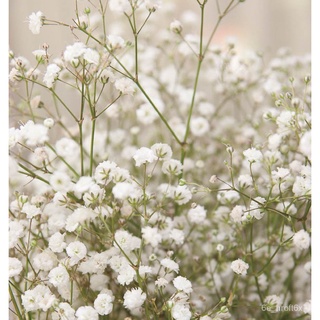 Gypsophila Baby’s Breath flower seeds, 50 seeds Baby Breath [Local Seller Fast Delivery]种子/裙子/母婴/通心菜/seeds/园艺/芹菜/苹果/มือ/