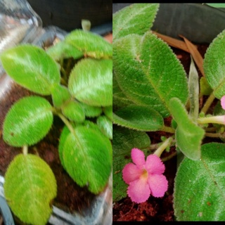 พรมญี่ปุ่นใบด่าง(.Carpet Plant..)ดอกสีชมพูหวาน59บ