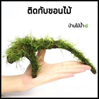 กาวติดมอส ไม้น้ำ เนื้อ3สี ขอนไม้ ปะการัง หิน | บ้านไม้น้ำ🌿