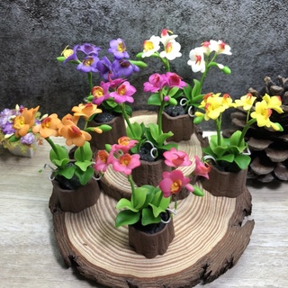 กล้วยไม้ฟาแลนน็อปซิส (Phalaenopsis) กล้วยไม้ฟาแลนน็อปซิสดินปั้นจิ๋ว  #ของจิ๋ว #miniature