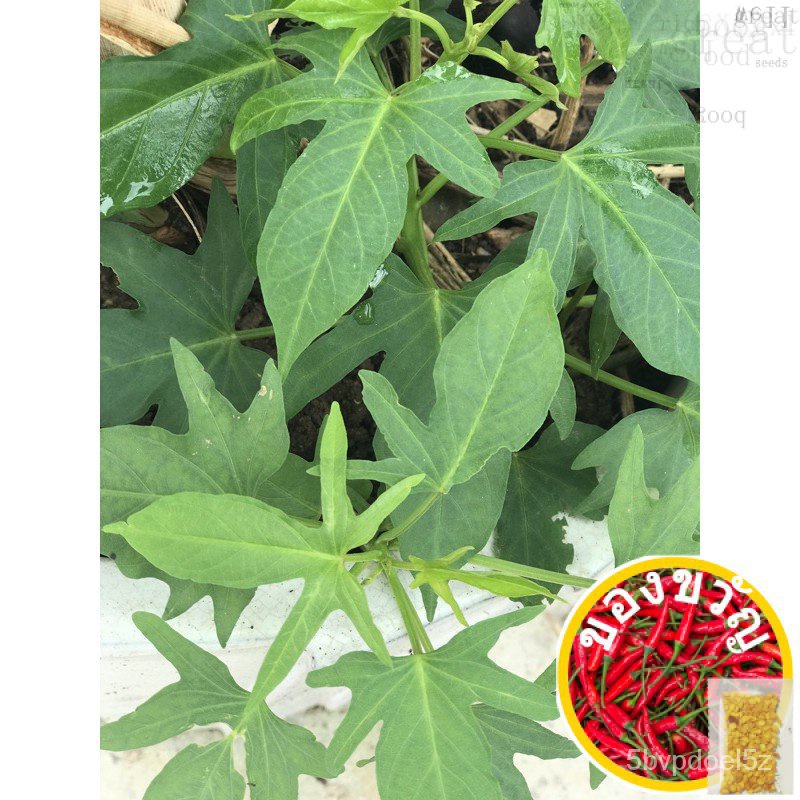 174.Taiwan Chicken Feet Sweet Potato Plant Fr SG Local Product玫瑰/文胸/儿童/花园/seeds/帽子/园艺/生菜/苹果/头饰/ UIXT