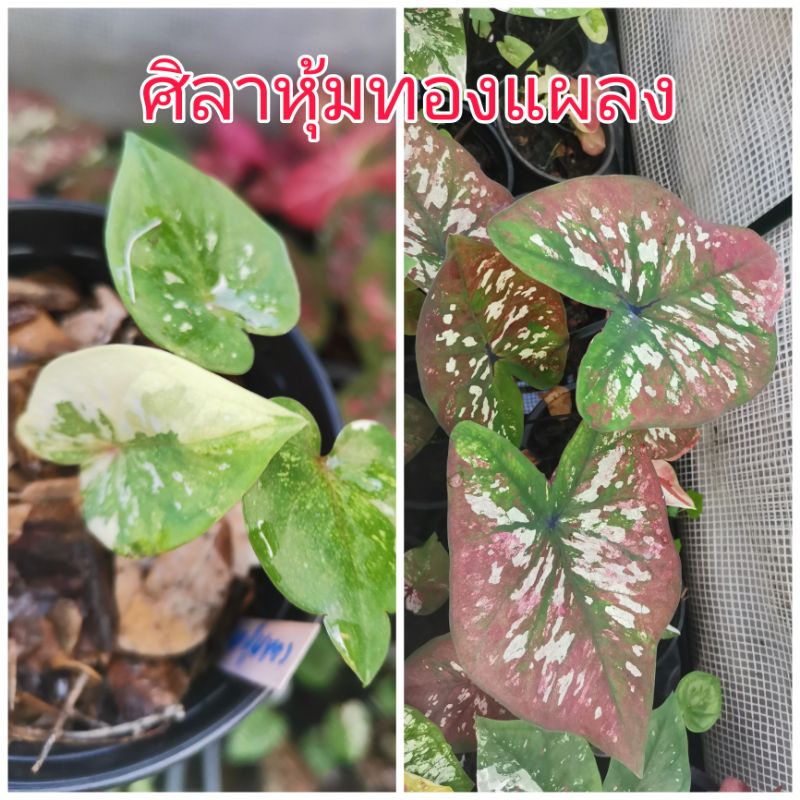 บอนสี ชื่อ ศิลาหุ้มทอง (แผลงด่าง)​