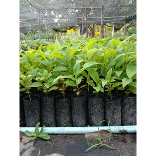 ต้นดอกจำปีสีนวลดอกไม้หอมขายเป็นชุด 4 ถุง 100 บาท
